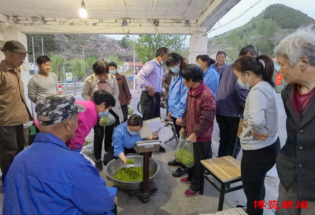 淄川区太河镇：野生酸枣芽炒出山村农民“致富经”
