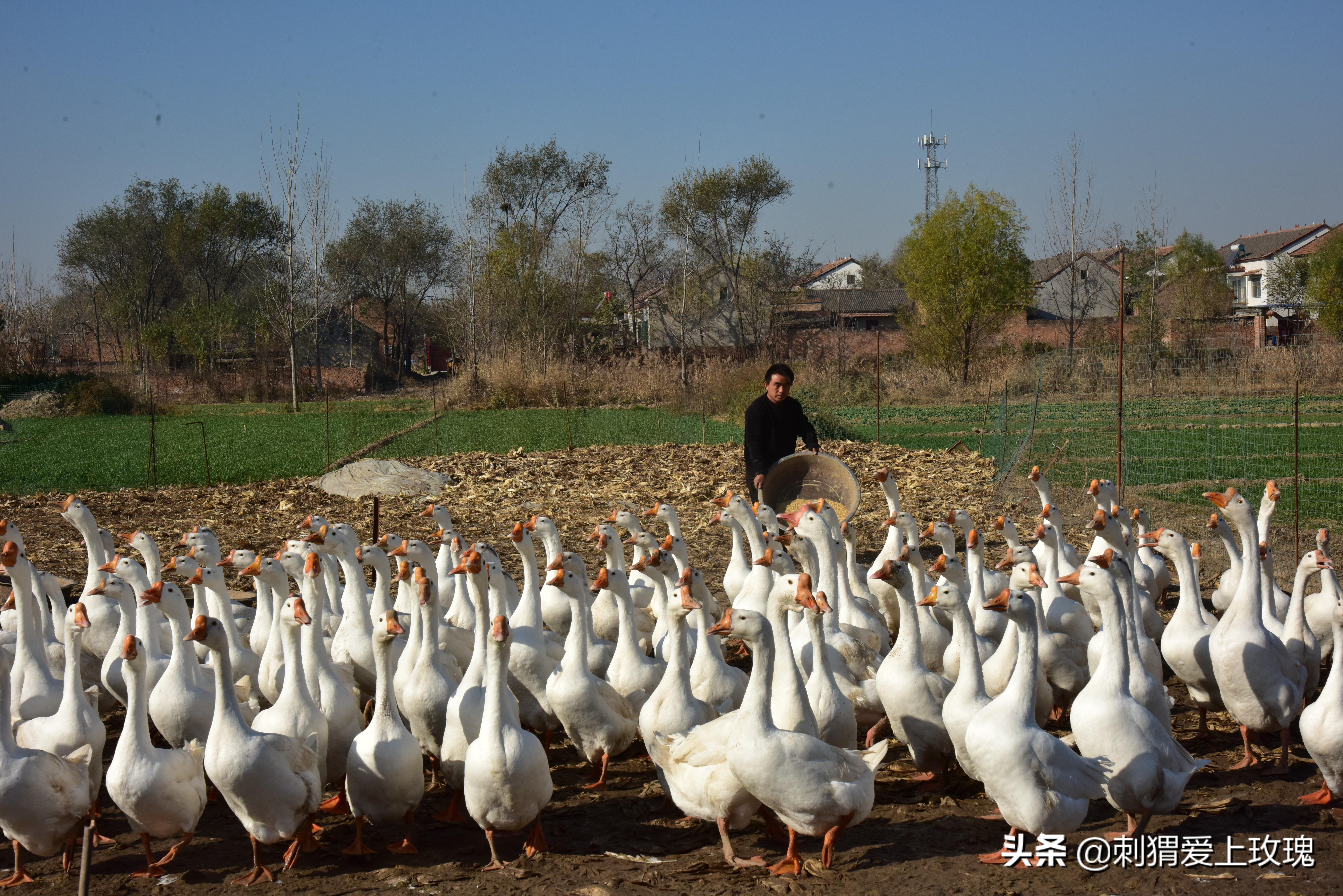 致富经养狗成功例子_致富经养狗_致富项目养狗