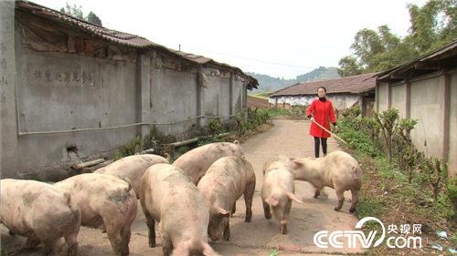 致富经：倔媳妇为留丈夫去养猪