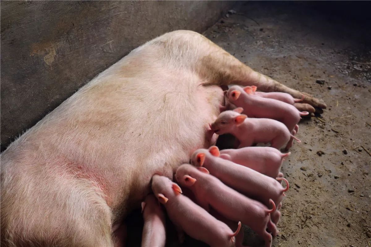 致富养猪如何玩_致富经养猪_致富养猪场下载