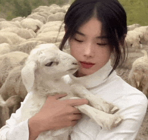 致富羊群满山跑_羊啊羊那么多的羊_致富经羊