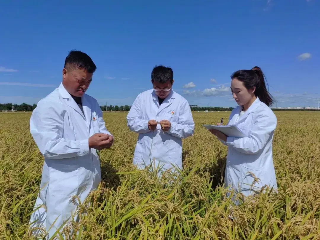 优质粮食工程总结_粮食优质工程典型经验发言_优质粮食工程典型经验交流