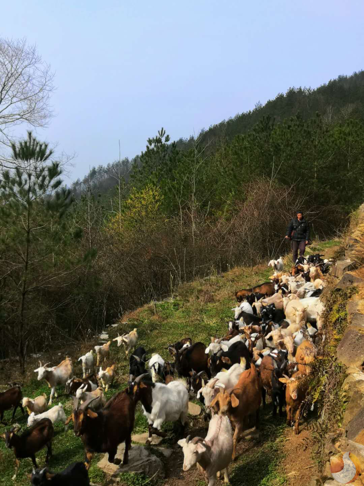 脱贫致富韧劲强 高山养羊奔小康  ——记长坪村脱贫致富带头人舒良权的“养羊致富经