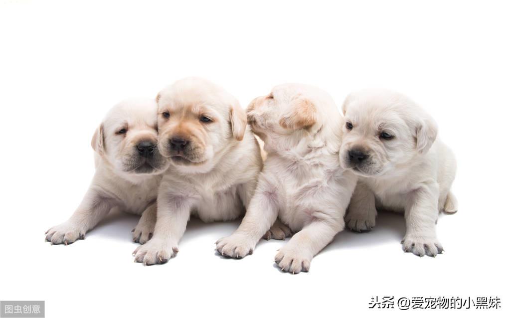 宠物经验心得_宠物经验丹怎么获得_宠物心得技能