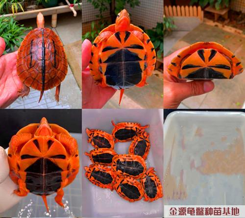 致富经养龟_养乌龟致富_致富经养乌龟