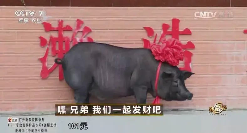 致富经养鱼_致富经创业项目养鱼_如何养鱼致富