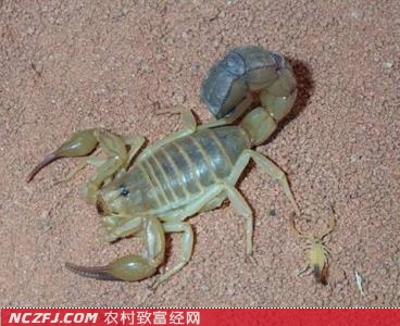 致富经泥鳅养殖_致富养殖泥鳅图片_致富养殖泥鳅怎么样
