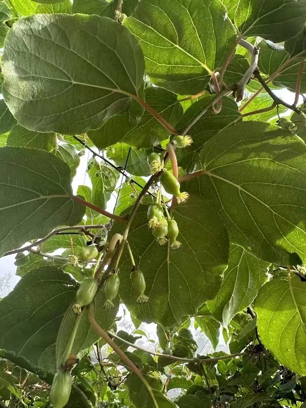 致富经=_cctv7致富_致富好项目