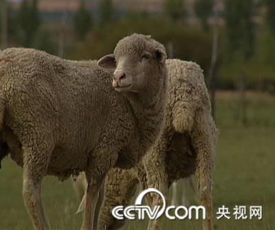 2021年致富经养牛视频_养牛致富经_致富经养牛