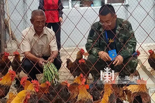 致富新项目养鸡_致富养鸡视频_致富经养鸡
