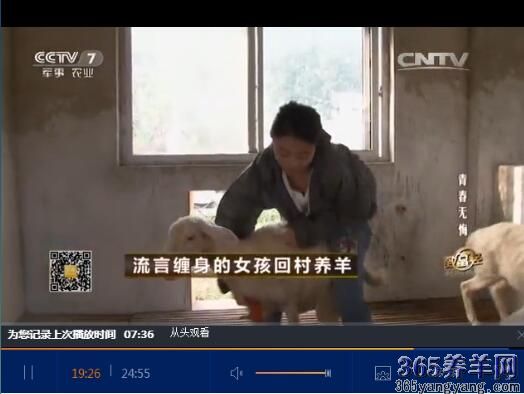 致富经养羊女强人