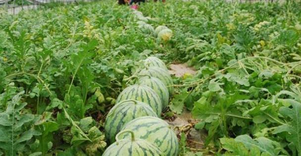 优秀经验分享模板_15天优质经验分享图片_优质精选图片