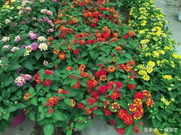 优秀经验分享的好处_15天优质经验分享图片_优秀经验分享图片