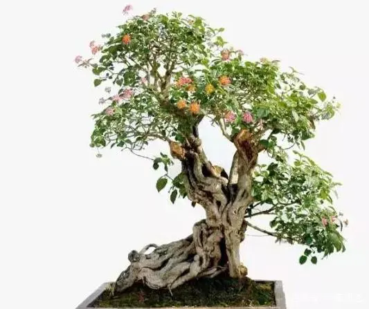 15天优质经验分享图片_优秀经验分享的好处_优秀经验分享图片