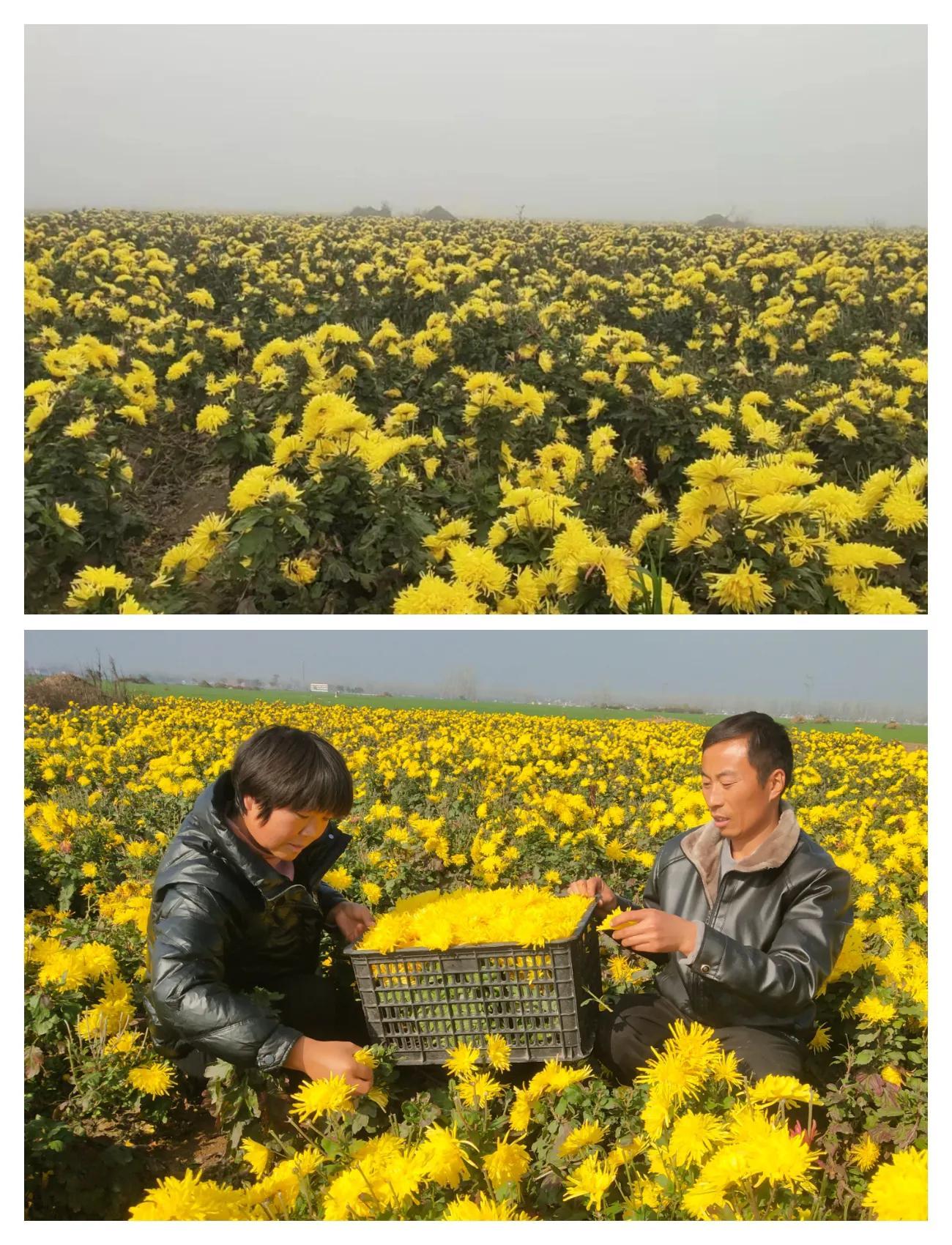 致富种植视频全集_致富种植创业项目_种植致富经