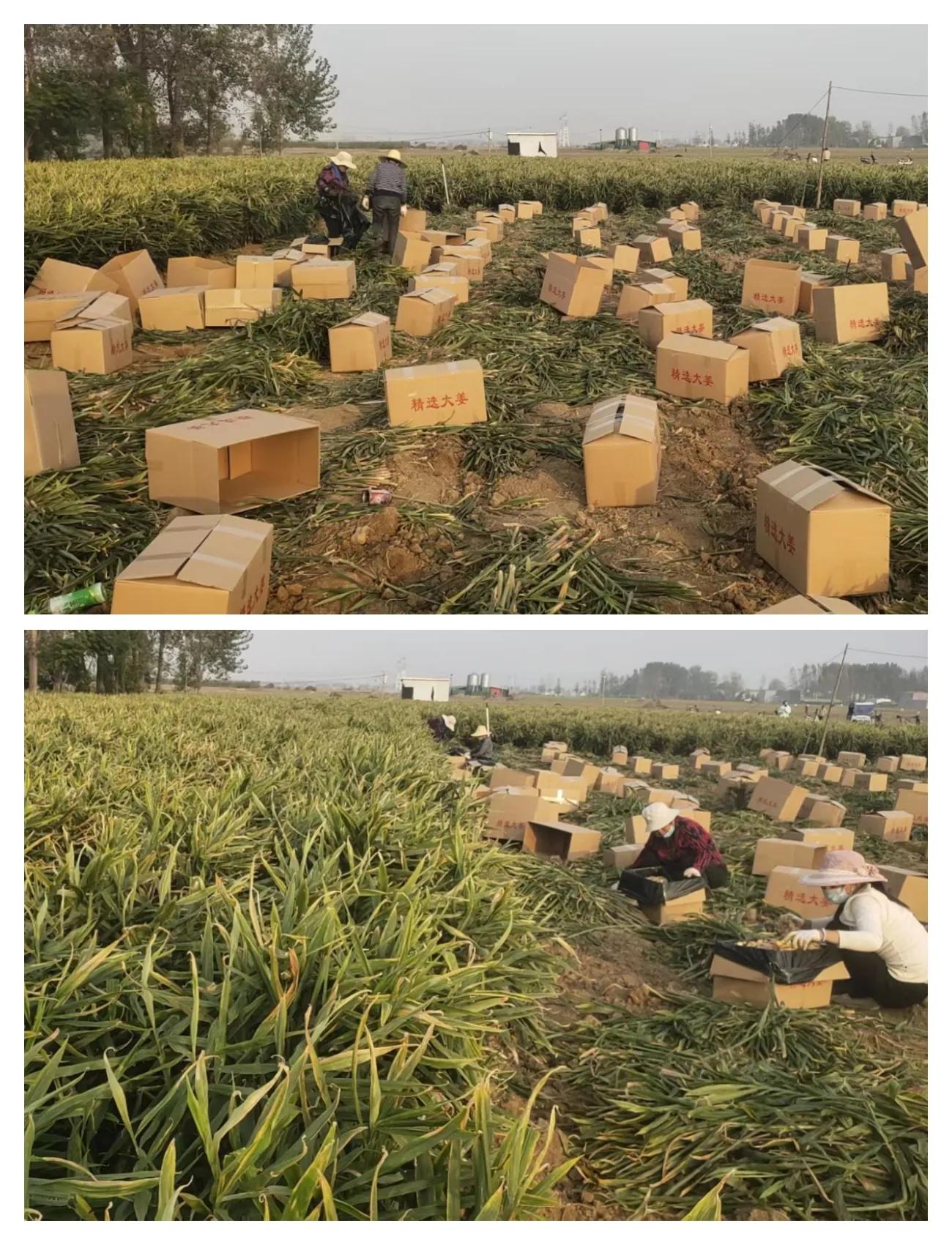 致富种植创业项目_种植致富经_致富种植视频全集