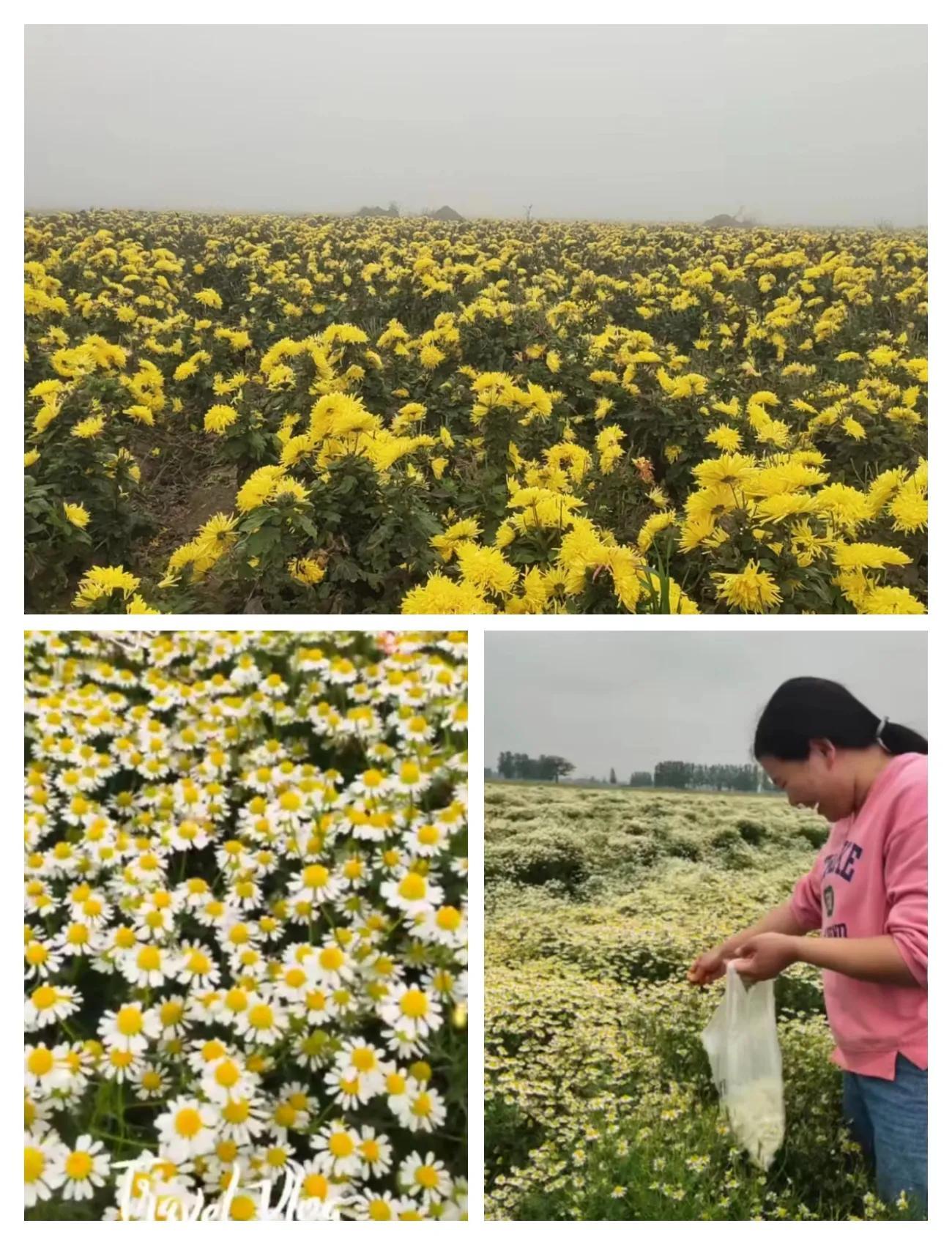 致富种植视频全集_致富种植创业项目_种植致富经