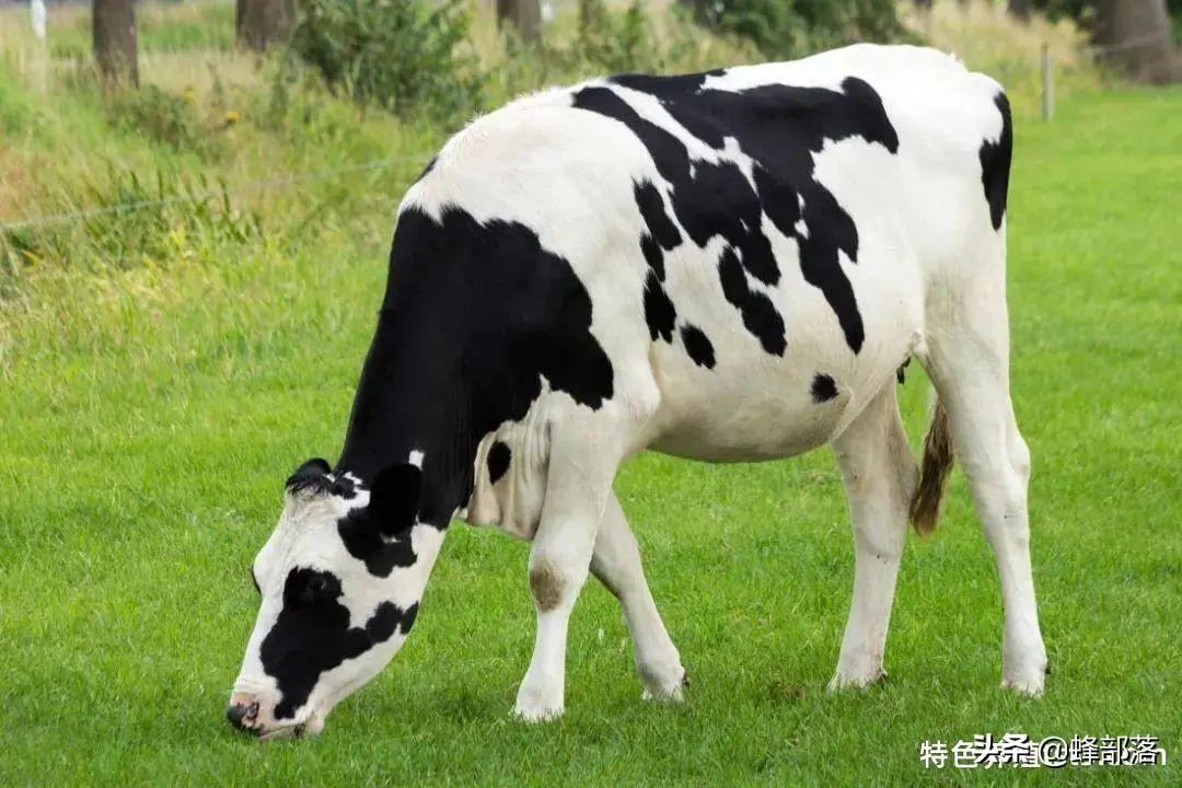养驴致富视频_驴养殖前景_致富经养驴