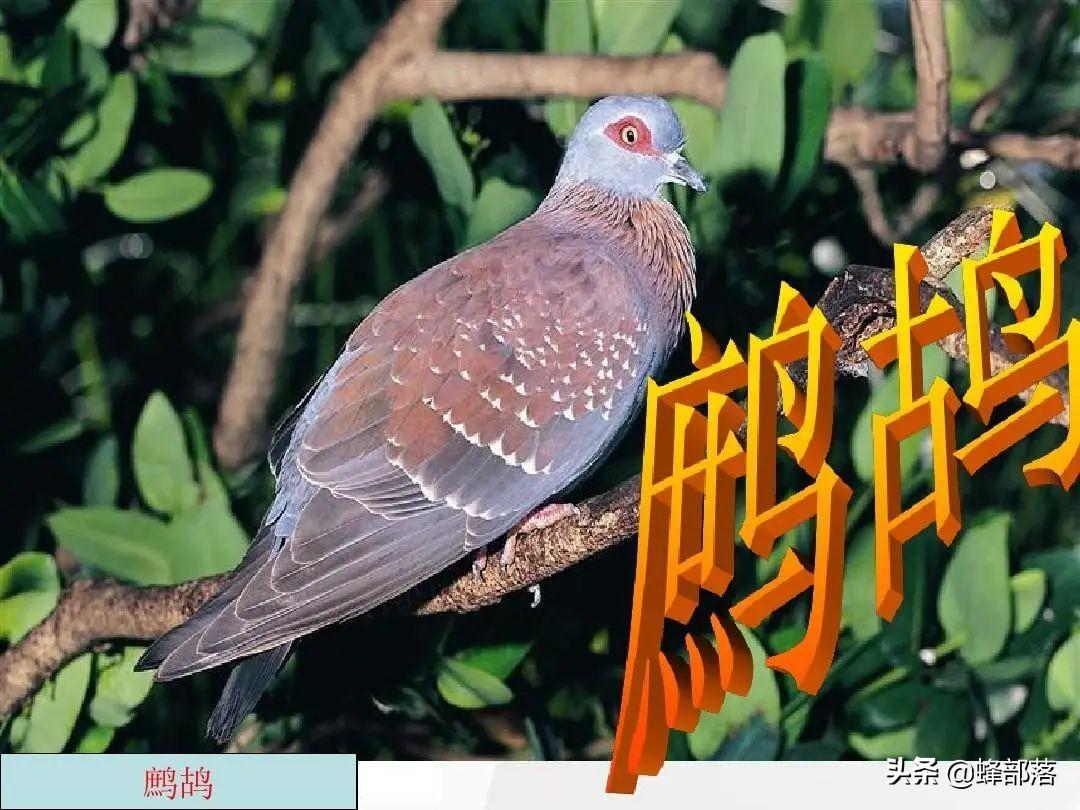 致富经养驴_养驴致富视频_驴养殖前景