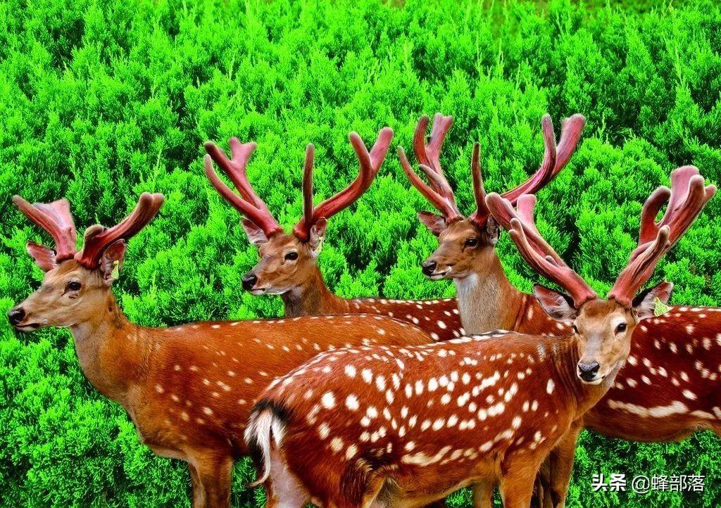 致富经养驴_驴养殖前景_养驴致富视频