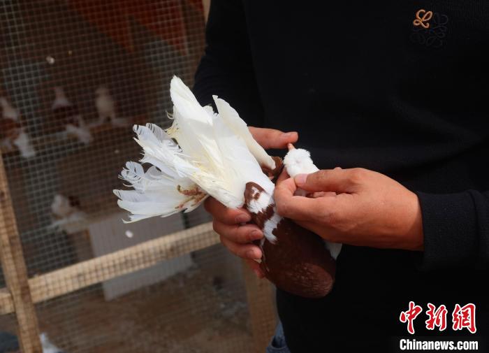 麦麦提江·阿卜力米提说，通过观察毛发能看出鸽子是否健康。韩少志 摄