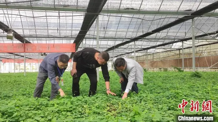 致富经张_怎样致富致富_致富张大良养黄鳝视频