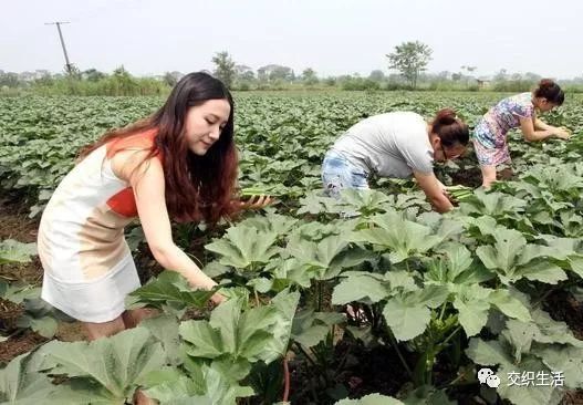 致富经变“致负经”，农民效仿创业项目就亏本，这是为什么？