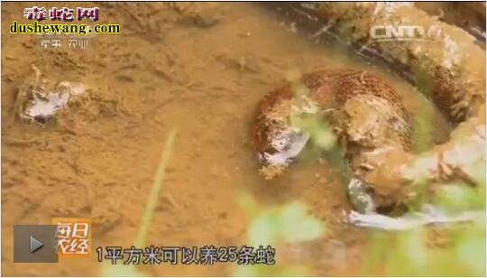 致富经水蛇养殖技术