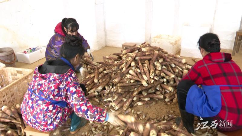 致富养殖泥鳅视频_致富养殖泥鳅怎么样_致富经泥鳅养殖