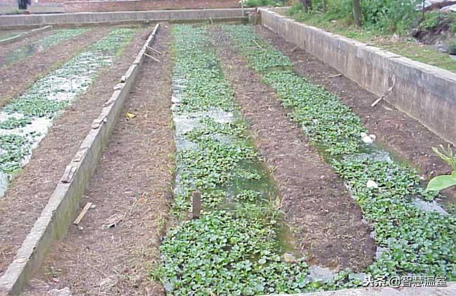 致富养殖泥鳅视频_致富经泥鳅养殖_致富养殖泥鳅怎么样