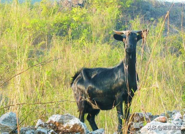 致富养殖泥鳅怎么样_致富经泥鳅养殖_致富养殖泥鳅视频