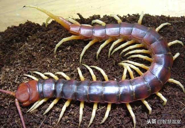致富经泥鳅养殖_致富养殖泥鳅视频_致富养殖泥鳅怎么样