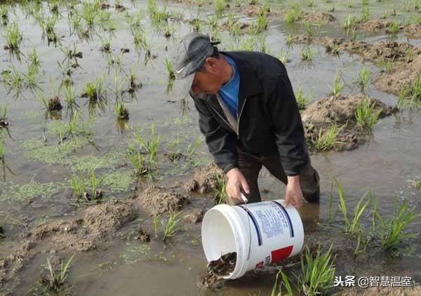 致富养殖泥鳅视频_致富养殖泥鳅怎么样_致富经泥鳅养殖