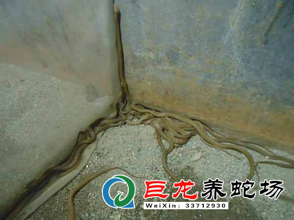 致富养殖带头人作用发挥_养殖致富经_致富养殖蝎子