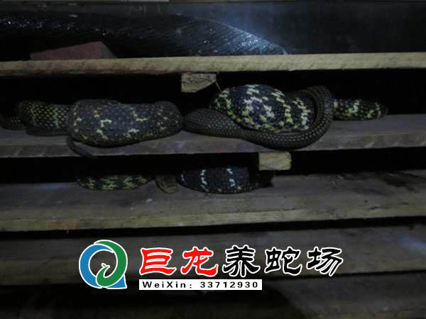 致富养殖蝎子_致富养殖带头人作用发挥_养殖致富经