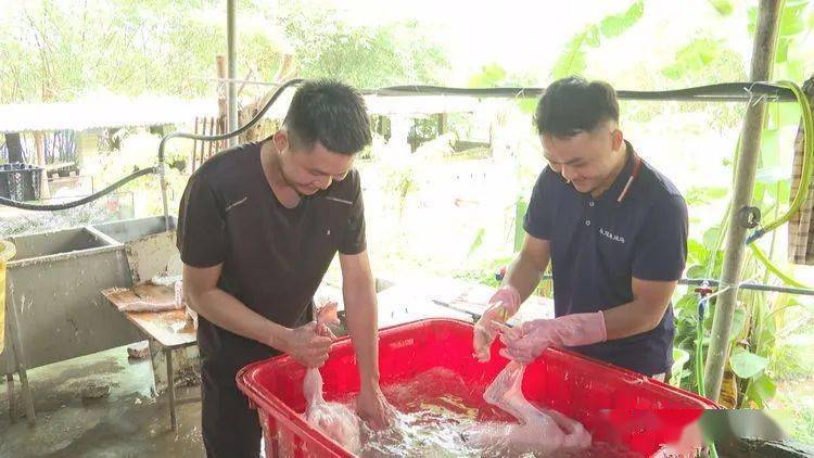 养鹅能致富吗_养鹅致富经_养鹅的效益