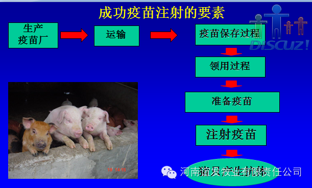 养猪人，你必须得知道猪疫苗免疫会失败的内幕！ 