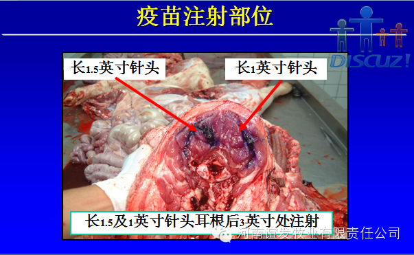 养猪人，你必须得知道猪疫苗免疫会失败的内幕！ 