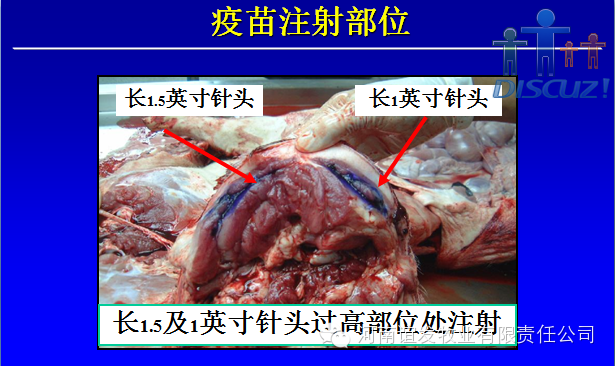 养猪人，你必须得知道猪疫苗免疫会失败的内幕！ 