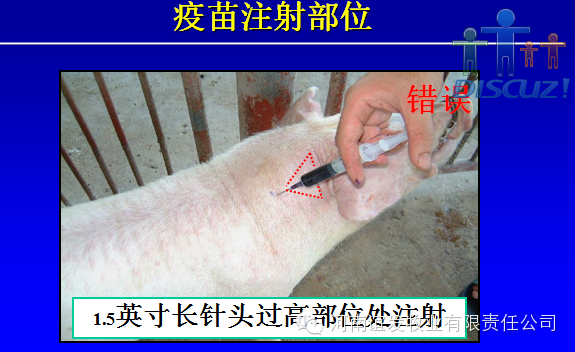 养猪人，你必须得知道猪疫苗免疫会失败的内幕！ 