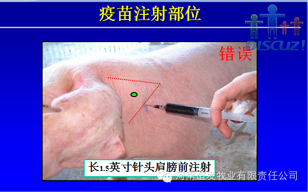 养猪人，你必须得知道猪疫苗免疫会失败的内幕！ 