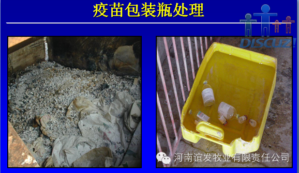 养猪人，你必须得知道猪疫苗免疫会失败的内幕！ 