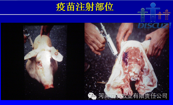 养猪人，你必须得知道猪疫苗免疫会失败的内幕！ 