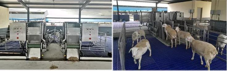 致富养羊能手资料_养羊致富经2020年全集_养羊致富经