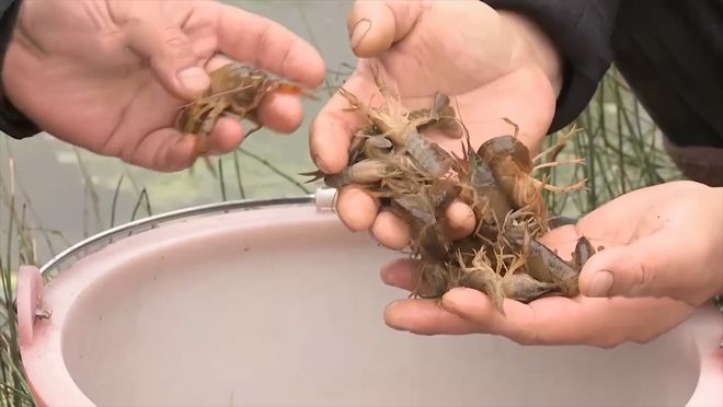 致富经养殖小龙虾_致富经龙虾养殖技术视频_致富经龙虾养殖