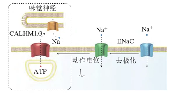 问答优质经验是什么_问答优质经验怎么写_优质问答经验