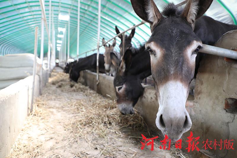 养驴致富经_养驴致富视频_致富经养驴