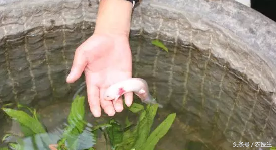 致富经养龟_致富经乌龟养殖场的视频_致富经养乌龟