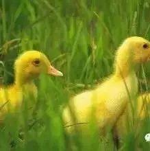 养鹅致富经_致富经养鹅_鹅致富养殖