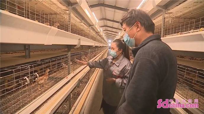 致富项目养鸡_养鸡致富经_致富新项目养鸡